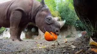 Cute Zoo Animals Celebrate Halloween