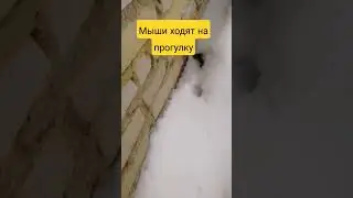 мыши в гараже.