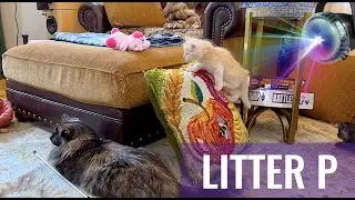 SKOGBERG CATTERY | NORWEGIAN FOREST CATS. All The Joy They're Bringing -- ABBA Litter P