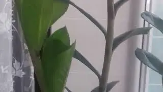 Как быстро растет замиокулькас