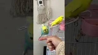 волнистый попугайчик 👍budgerigar is green 👍
