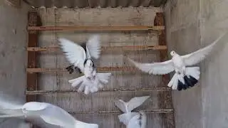 Такие сильные как  " УРАГАН " "Qasırğa" kimi güclüdür.