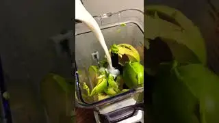 Best Avocado milk shake for lose weight #shorts #viral #food #food #bubblemilktea #milk #milkshake