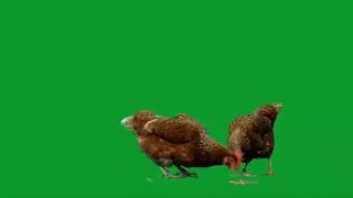 Chicken Eating ANIMATION || Green Screen || By Green Screen Tutorial