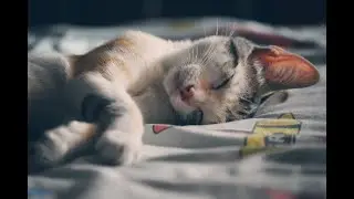 Relaxing Sleeping Music🎵FALL ASLEEP FAST🎵SLEEP DEEP