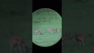 Looks like big guy has been shot twice! #huntshootlive #deerhunting #deerhunter #bigbucks #huntlife