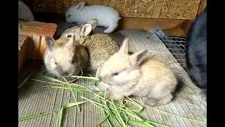 29.04.19  Первый выход малька из маточника.