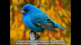 Hammali & Navai Птичка
