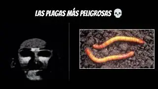 LAS PLAGAS MAS PELIGROSAS #youtube #mrincredible