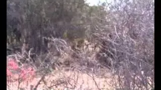 Lion Hunter nearly Hunted - NKWE AMALGAMATED SAFARIS