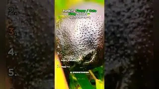 Top 7 Cute and Funny Frog Noises Ranked!