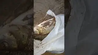 Порыбачил в ХМАО. Приобье.