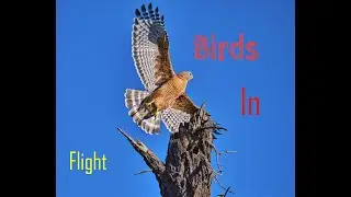 Shooting Birds In Flight