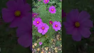 Garden Cosmos!