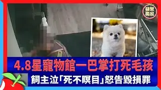 獨家｜4.8星寵物館一巴掌打死毛孩　飼主泣「死不瞑目」怒告毀損罪 | 台灣新聞 Taiwan 蘋果新聞網
