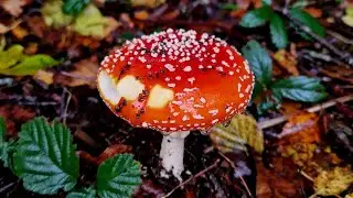 Mushroom Tresure Hunt | Fungimon - Gotta Catch 'Em All! | Fungi Love | Autumn Vibes