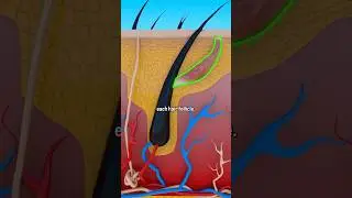 Why Do We Get Goosebumps? #short #goosebumps #ytshorts - creativelearning3d