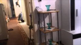 katze rennt cat runs