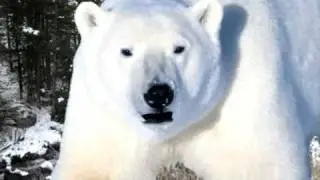 Polar Bear Singing Cooler Than Me