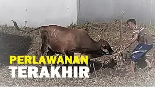Sapi Yang Pantang Menyerah
