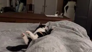 Cat Nap