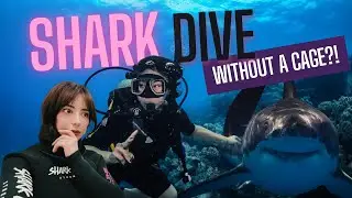 Shark Dive Without a Cage?!