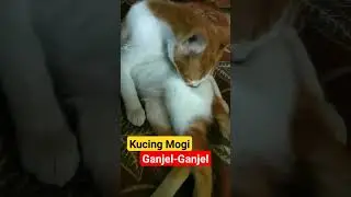 Ganjel yang lagi viral #shorts