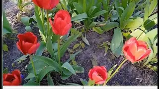 ПАРК АЛЕКСАНДРИЯ ВЕСНА