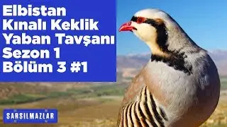 Elbistan Kızılkandil Kınalı Keklik ve Yaban Tavşanı Avı Sarsılmazlar 1.Sezon 3.Bölüm 1 Yaban Tv