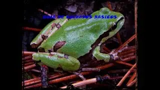 How to care for a Hyla eximia? - Basic care guide for the Mexican tree frog!