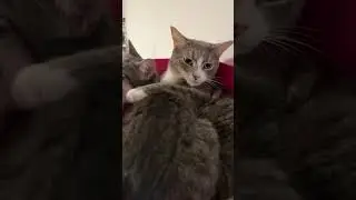 这感情！