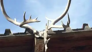#Pigeons