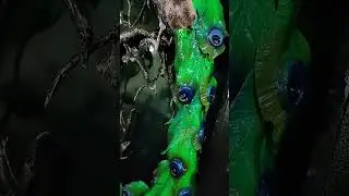 Кованый Павлин 🦚
