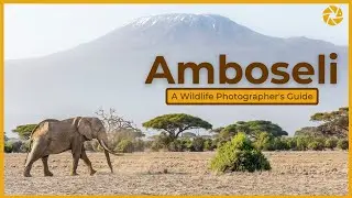 Amboseli National Park - A Wildlife Photographer's Guide.