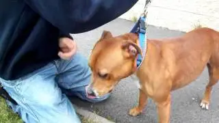 Dewi Sant at RSPCA Sheffield