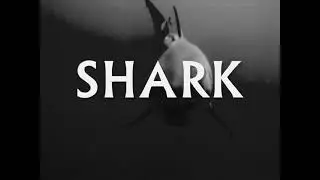Shark - Paul Walker