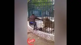 Man gets hand trapped in Lion's mouth | Video