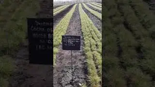 посадочный материал на 2021 год