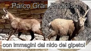 GRAN PARADISO NATIONAL PARK: among ibex, chamois, and bearded vultures.