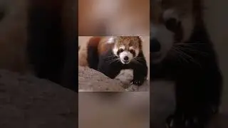 red panda munching on its snack