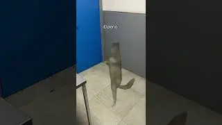EL PERRO: NADIE TE CREERÁ NUNCA 😈​​​​​​​​​ Os contesto por insta: valmaseda