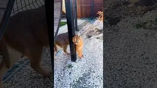 Когда у каракала Ночки хорошее настроение 😼