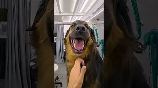 Grooming a 50kg dog