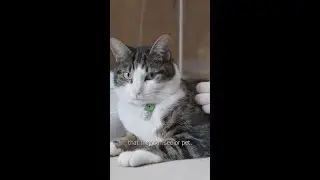Walter - an Oxford University college cat