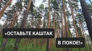 «ОСТАВЬТЕ КАШТАК В ПОКОЕ!»