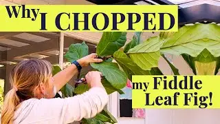 Why I CUT my FIDDLE LEAF FIG! - Care & Propagation tips!