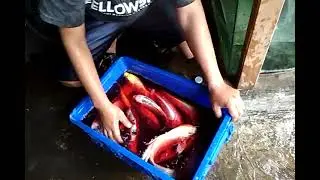 tahap pengobtan kutu air