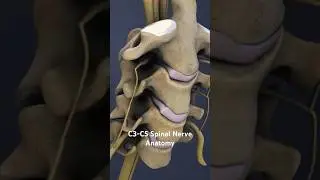 C3-C5 Spinal Nerve Anatomy