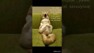 Выживание по кошачьи. 😃