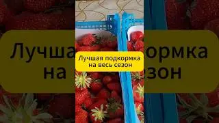 One dressing for the whole season! Sea of ​​strawberries! 